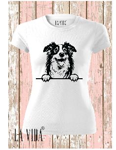 australian shepherd