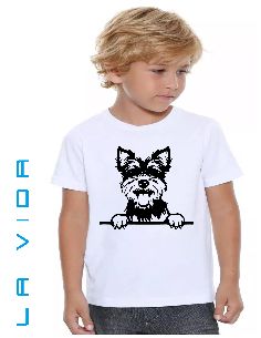 biewer terrier 1