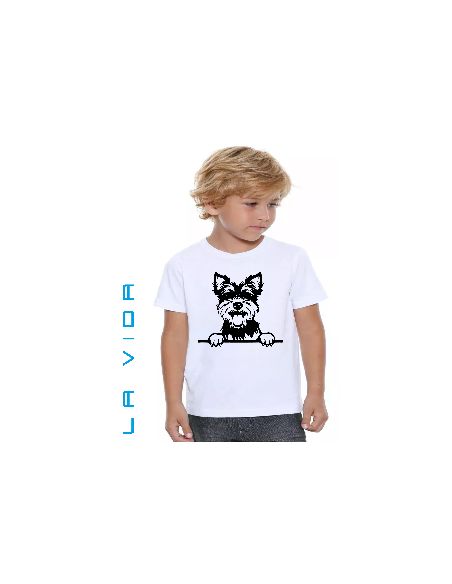 biewer terrier 1