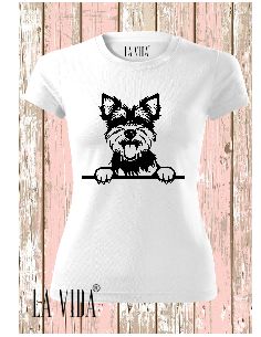 biewer terrier 1