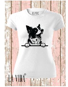 border collie 1