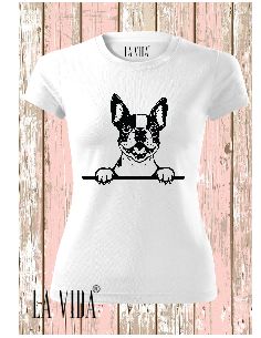 boston terrier