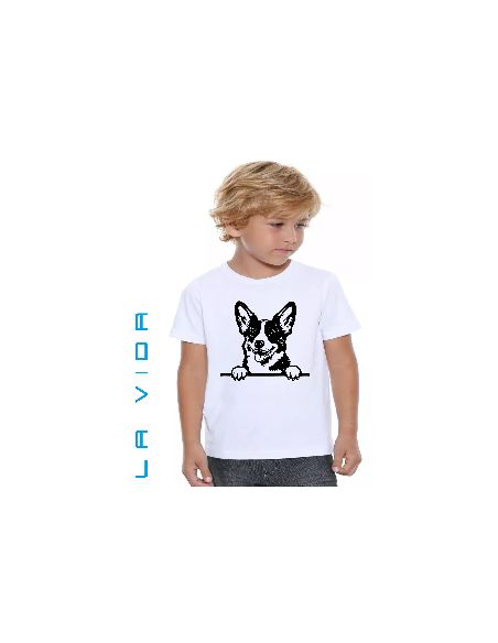 cardigan welsh corgi 1