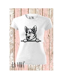 corgi 1