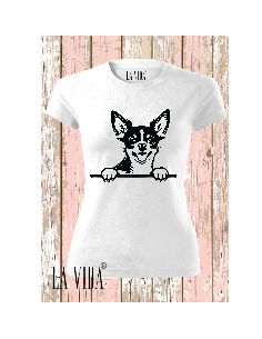 chihuahua