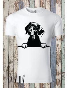 dachshund