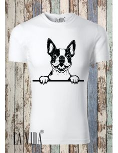 boston terrier