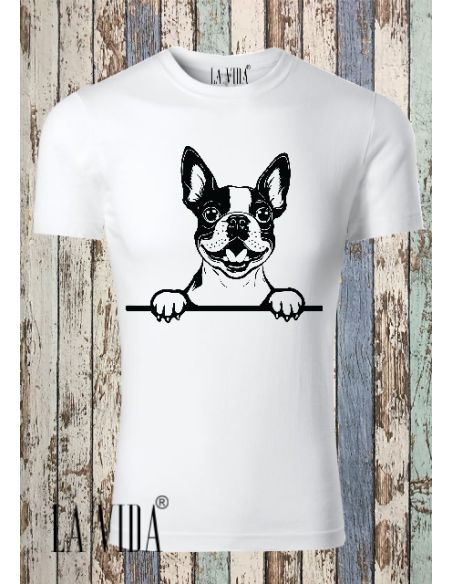 boston terrier
