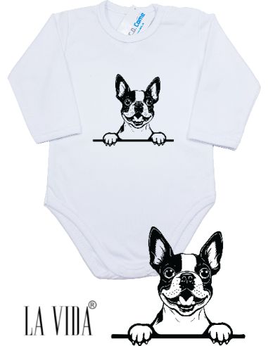 boston terrier